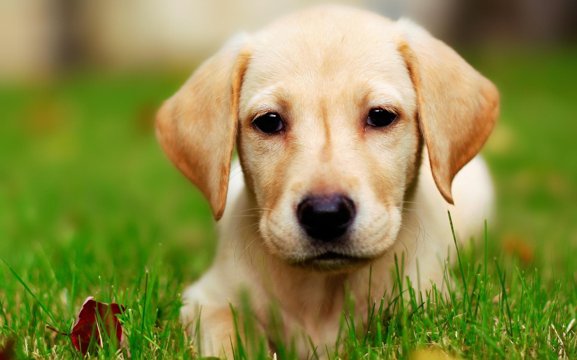 Labrador Dog Live Wallpaper for Android