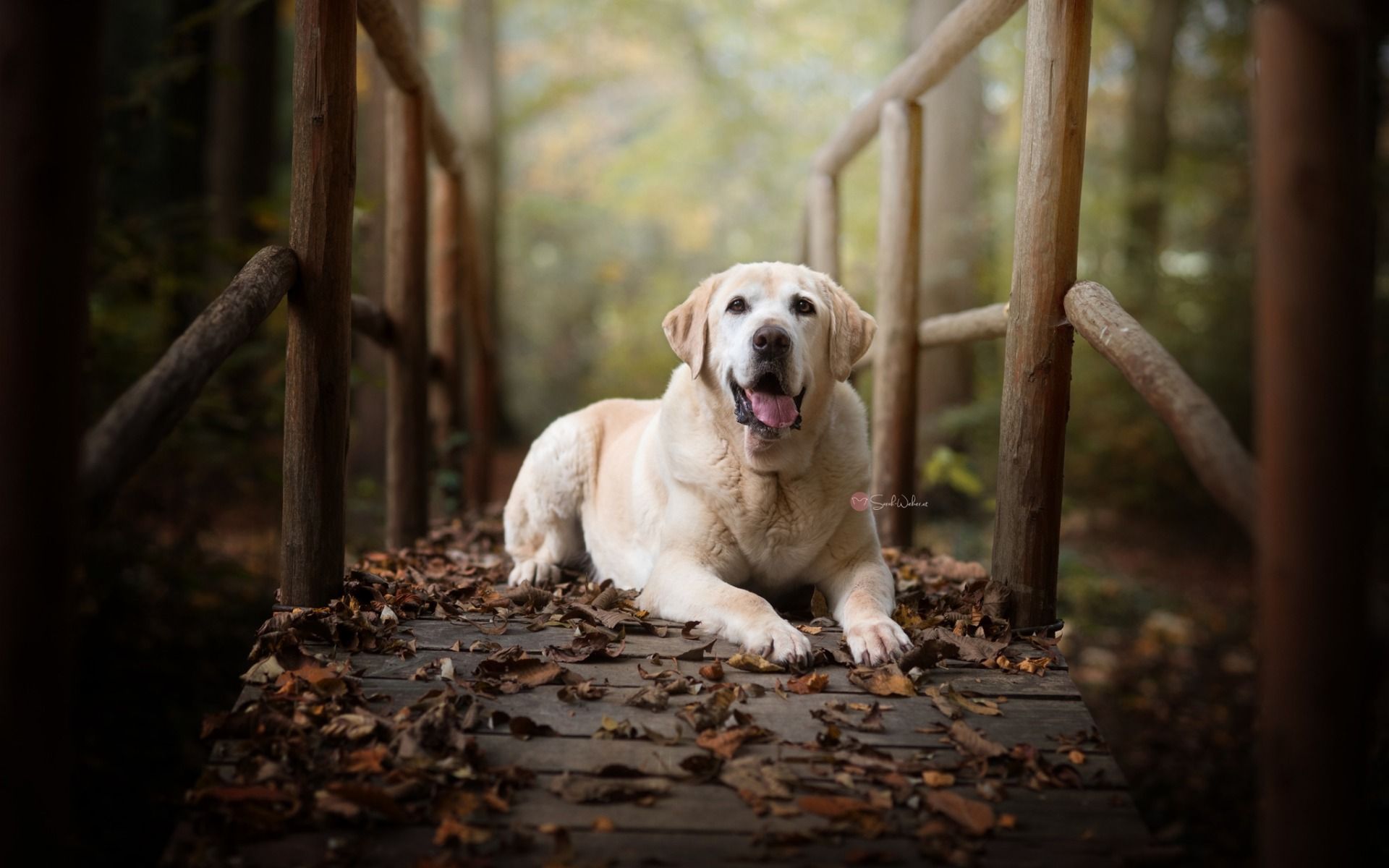 Labrador Retrievers Wallpapers Wallpaper Cave