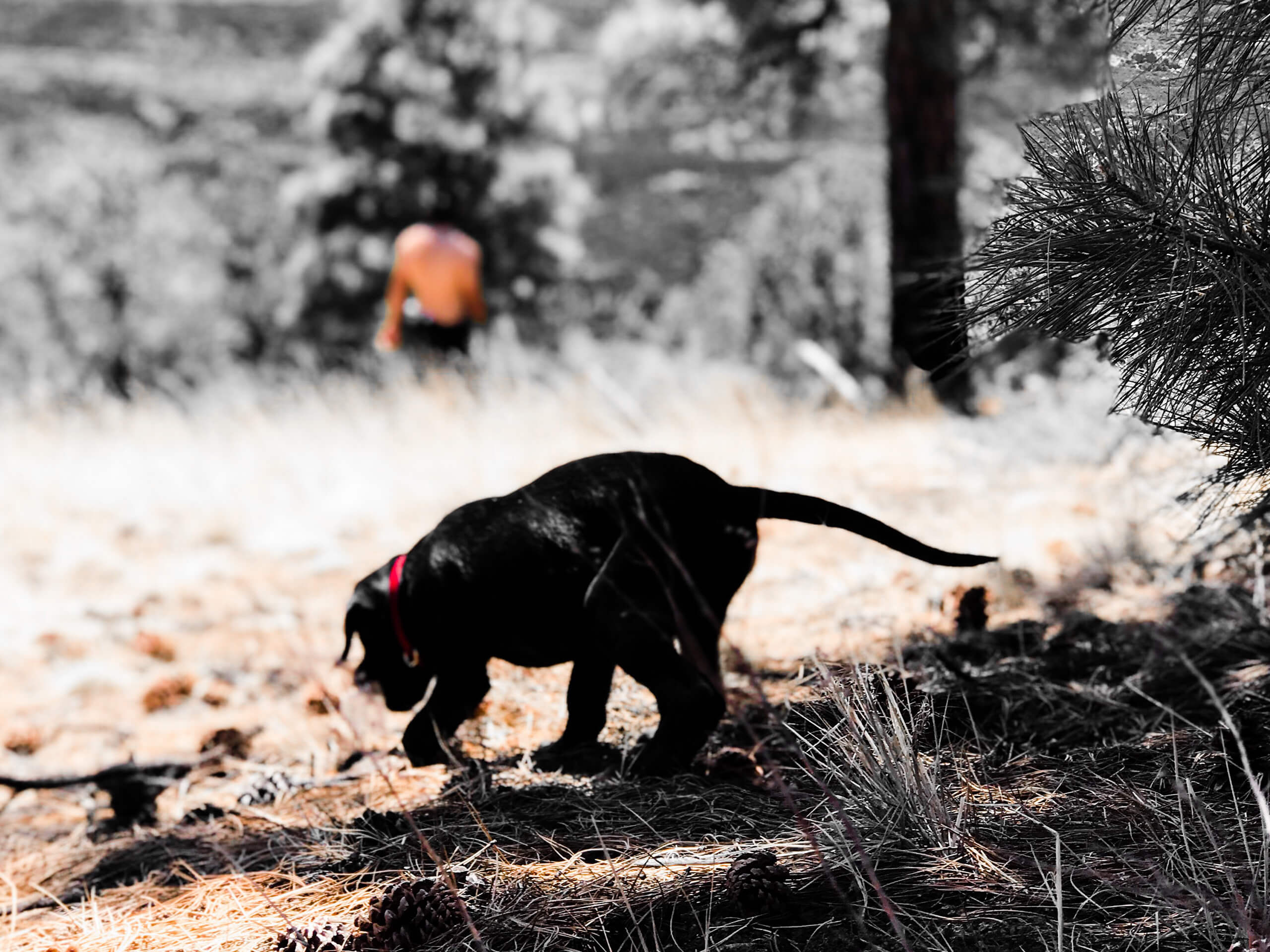 Black Labrador Retriever Puppy Hiking Wide Wallpaper 64243 2560x1920px