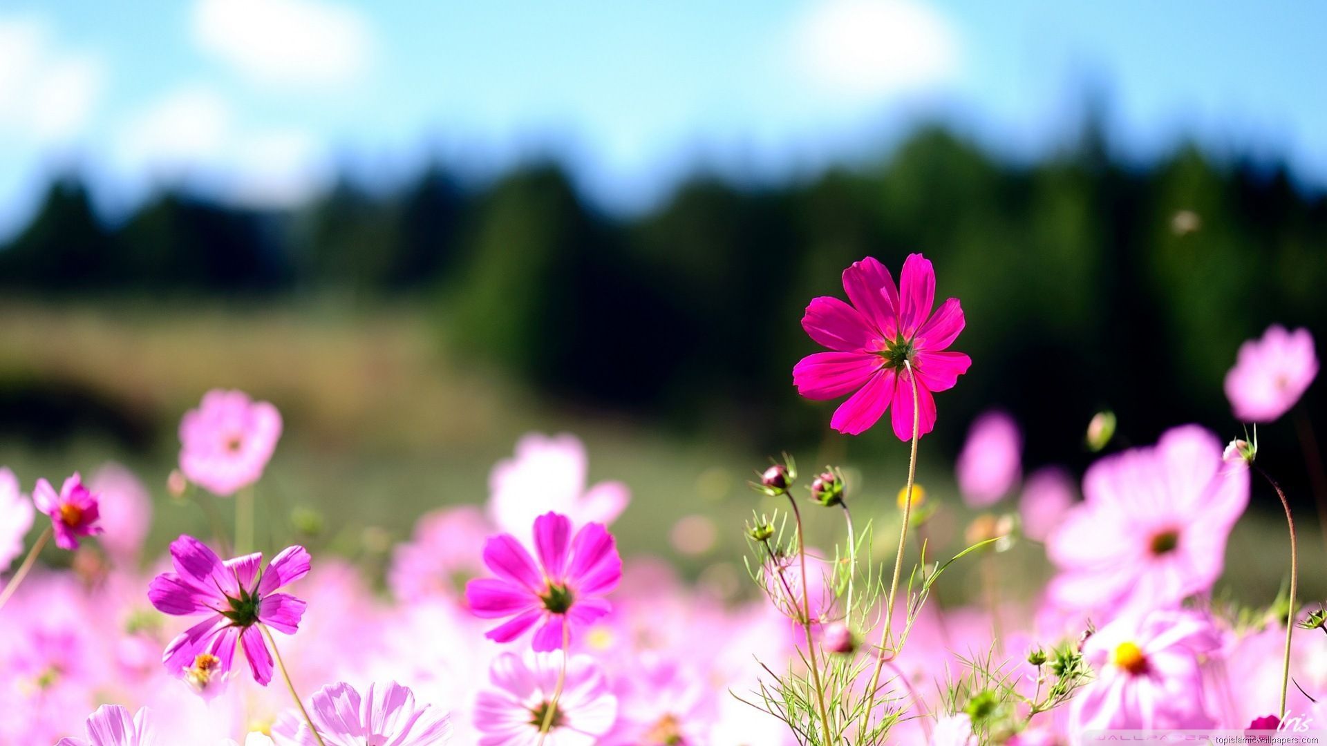 Pink Flowers Photo. Flower desktop wallpaper, Pink flower photo, 2048x1152 wallpaper