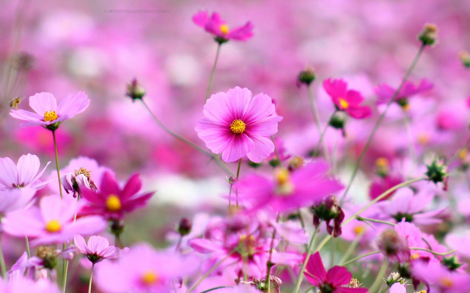 3y45: Beautiful Desktop HD Wallpaper 1080p: Purple Flowers HD Wallpaper