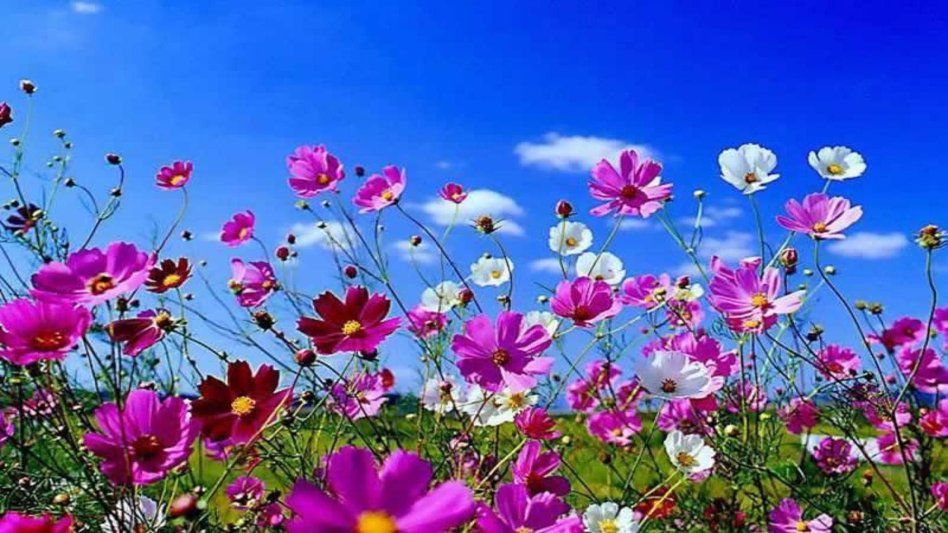 Aesthetic Spring Flowers Wallpaper. HD Background Image. Photo