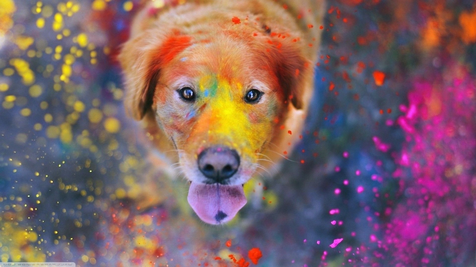 animals, Dog, Paint Splatter, Colorful, Tongues, Bokeh, Dust, Labrador Retriever, Looking At Viewer, Looking Up Wallpaper HD / Desktop and Mobile Background