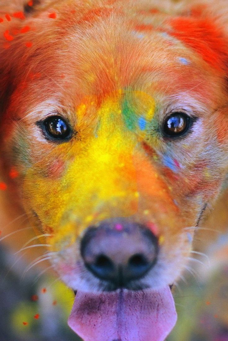 Happy Dog Covered In Paint. Dog cover, Cute baby animals, Happy dogs