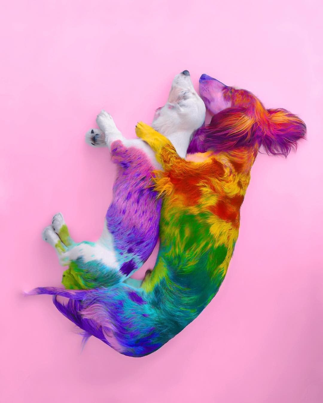 Rainbow. Rainbow dog, Animals beautiful, Cute animals