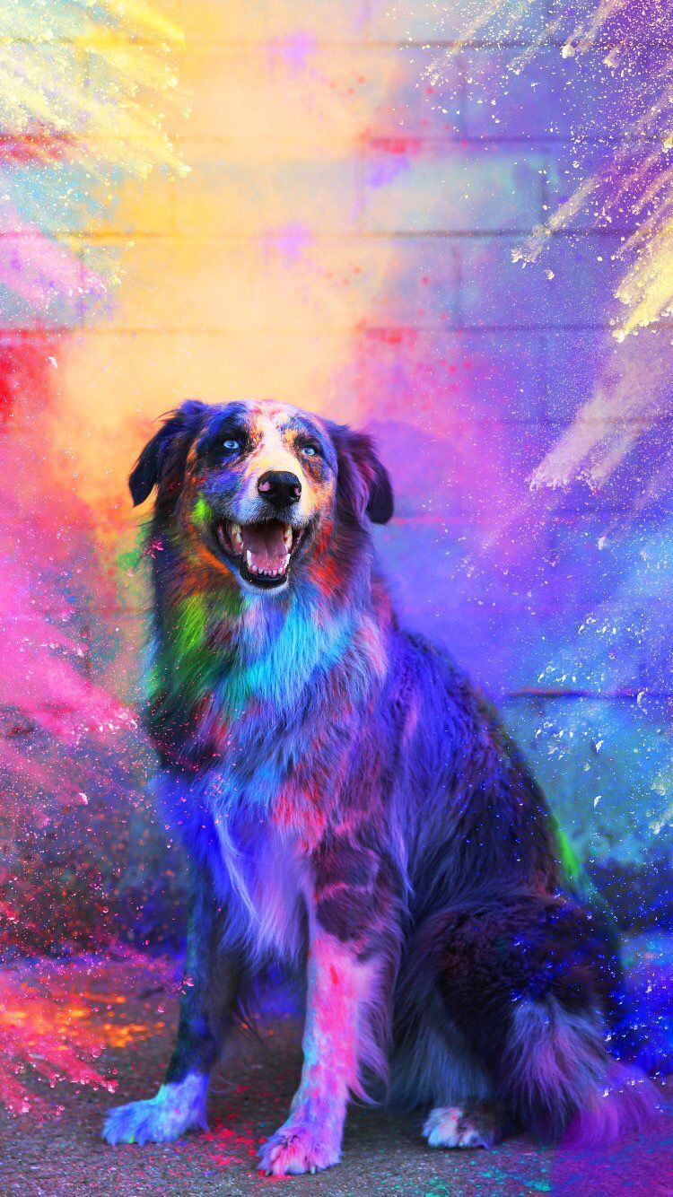 Colorful Dog Painting Wallpapers - Wallpaper Cave