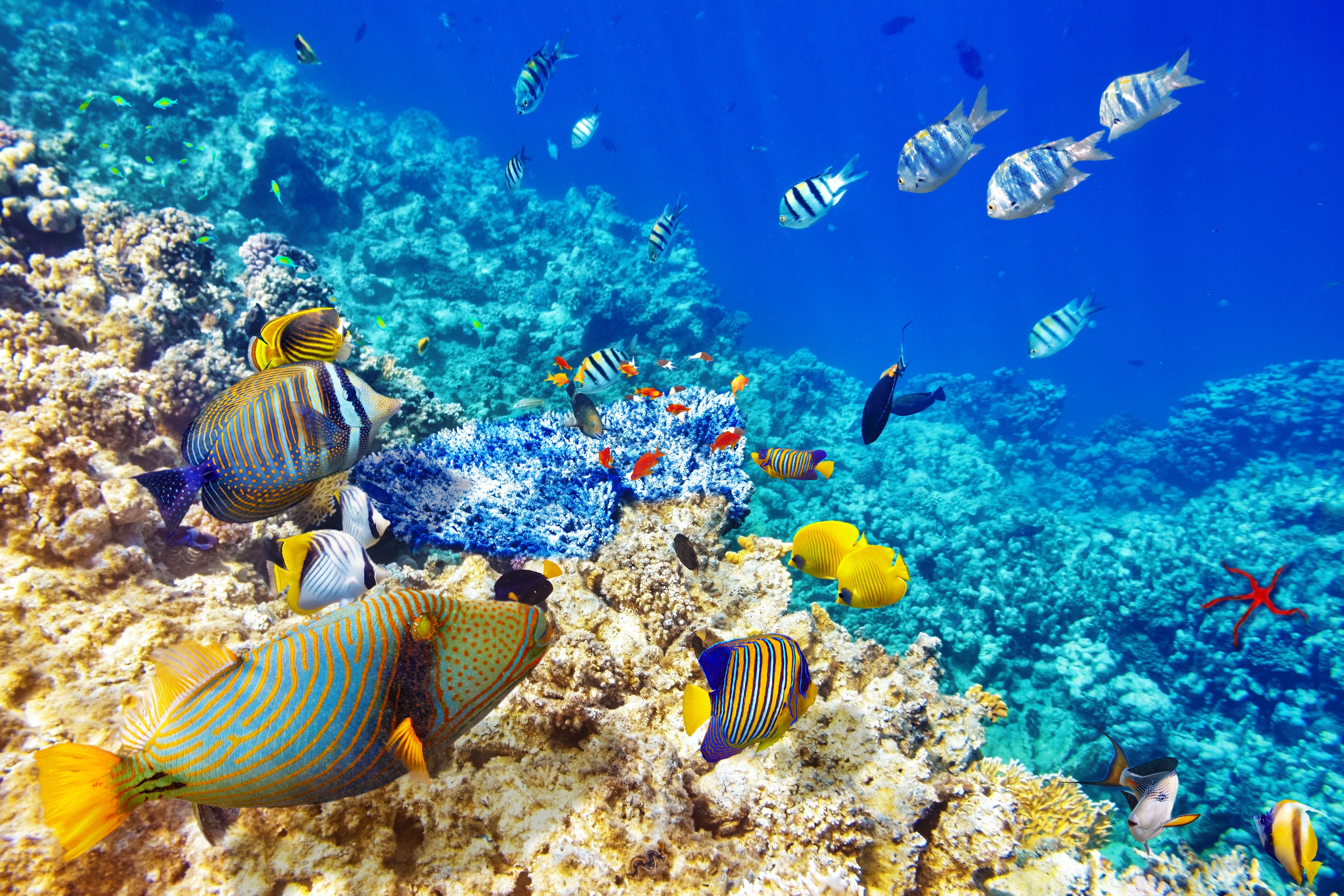 Underwater World Ocean Fish coral reef wallpaperx4800