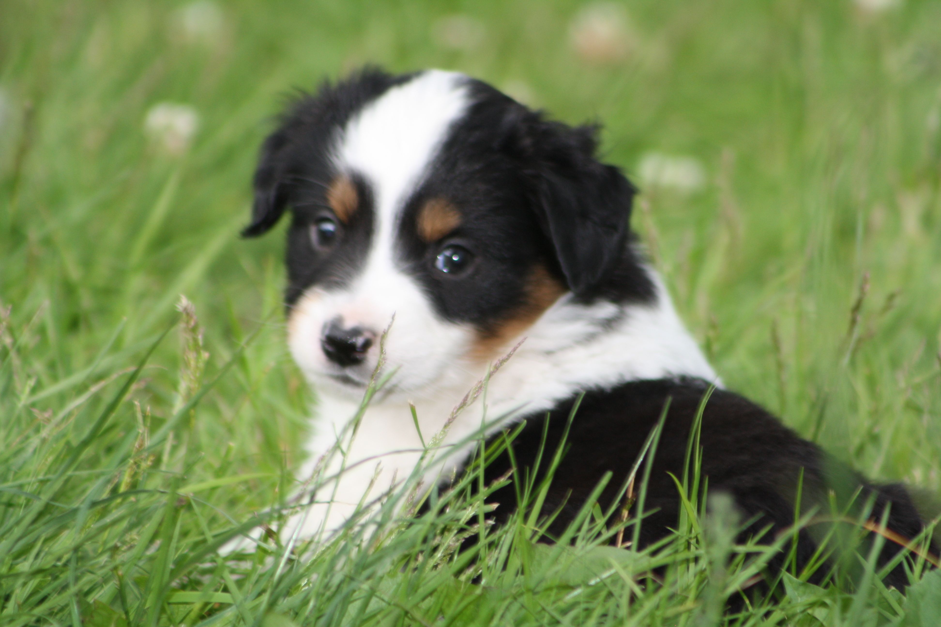 Miniature Australian Shepherd dog in the grass photo and wallpaper. Beautiful Miniature Australian Shepherd dog in the grass picture