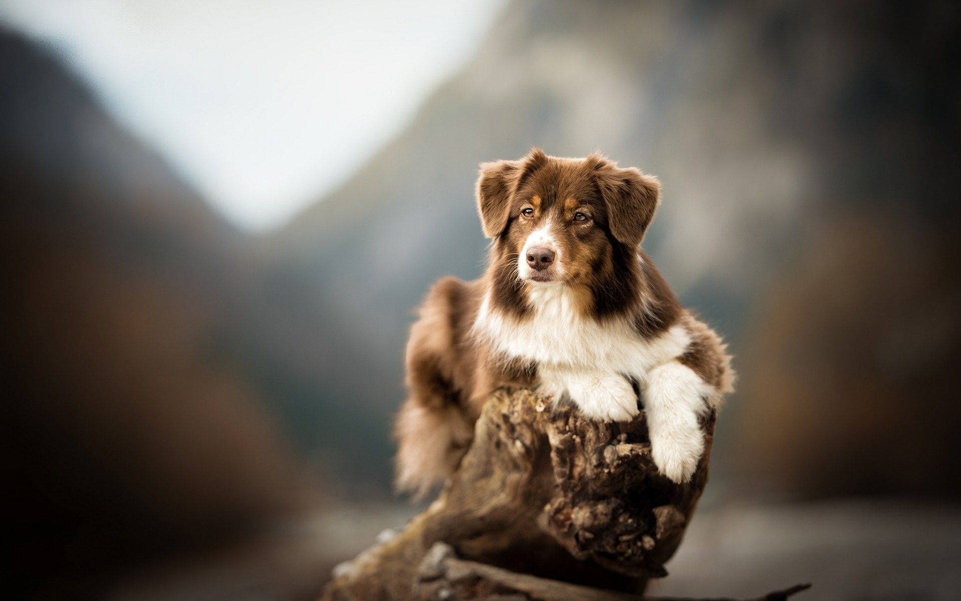 Australian Shepherd Dog Wallpaper Data Src Australian Wallpaper HD Austrailian HD Wallpaper