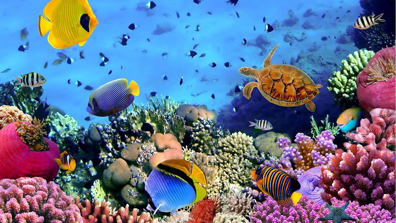 Ocean Fish Live Wallpaper for Android