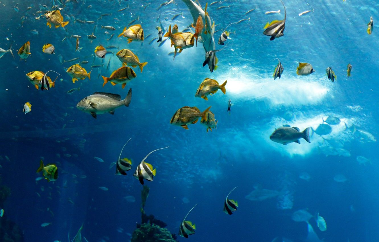Wallpaper sea, the ocean, fish, under water, underwater, sea, ocean, fish image for desktop, section животные