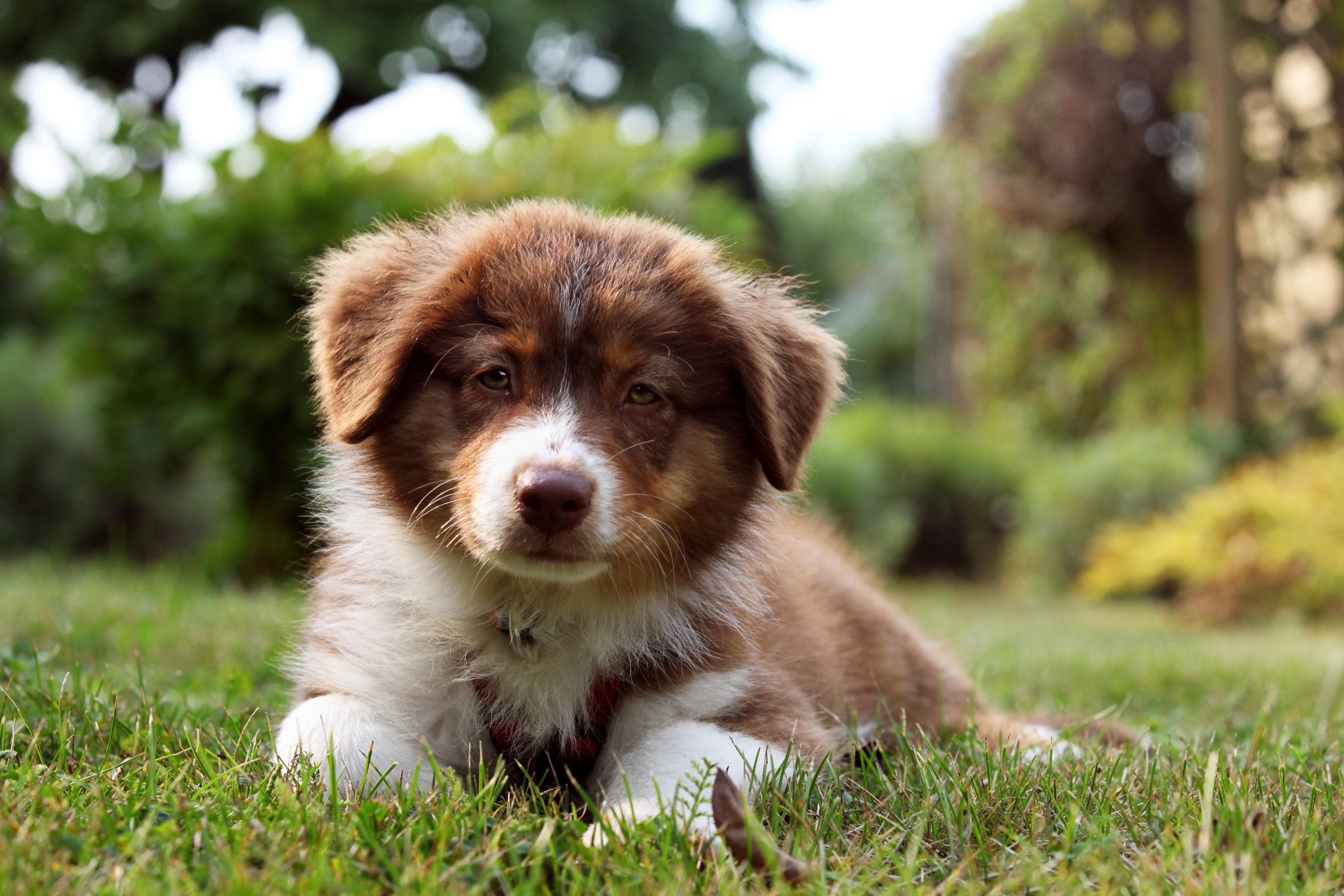 Paw Print Genetics Test for Australian Shepherds and Related Breeds Cobalamin Malabsorption
