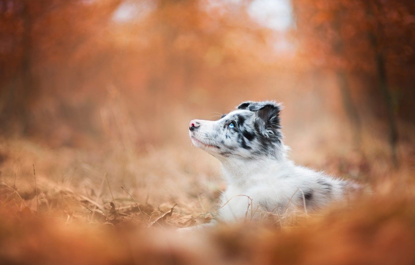 Wallpaper Autumn, Forest, Look, Orange, Park, Background, Foliage, Dog, Baby, Puppy, Lies, Profile, Bokeh, Blue Eyed, Australian Shepherd, Motley Image For Desktop, Section собаки