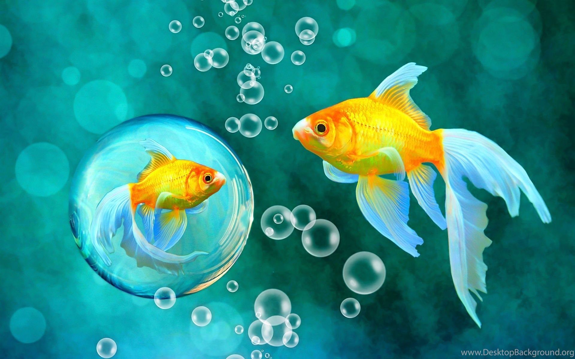 Sea Seabed Landscape Underwater Ocean Fish Wallpaper Desktop Background