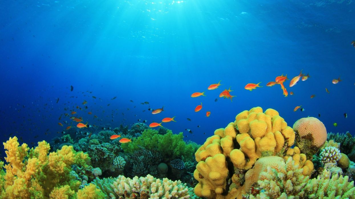 Underwater fish fishes ocean sea tropical reef wallpaperx1890