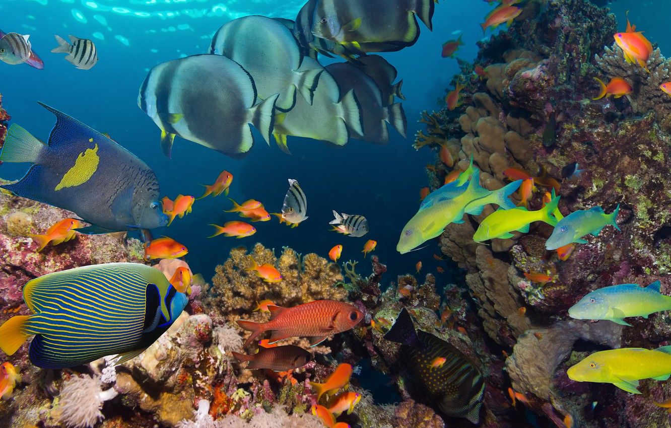 Wallpaper sea, the ocean, fish, under water, underwater, sea, ocean, fish, coral reef, coral reef image for desktop, section животные