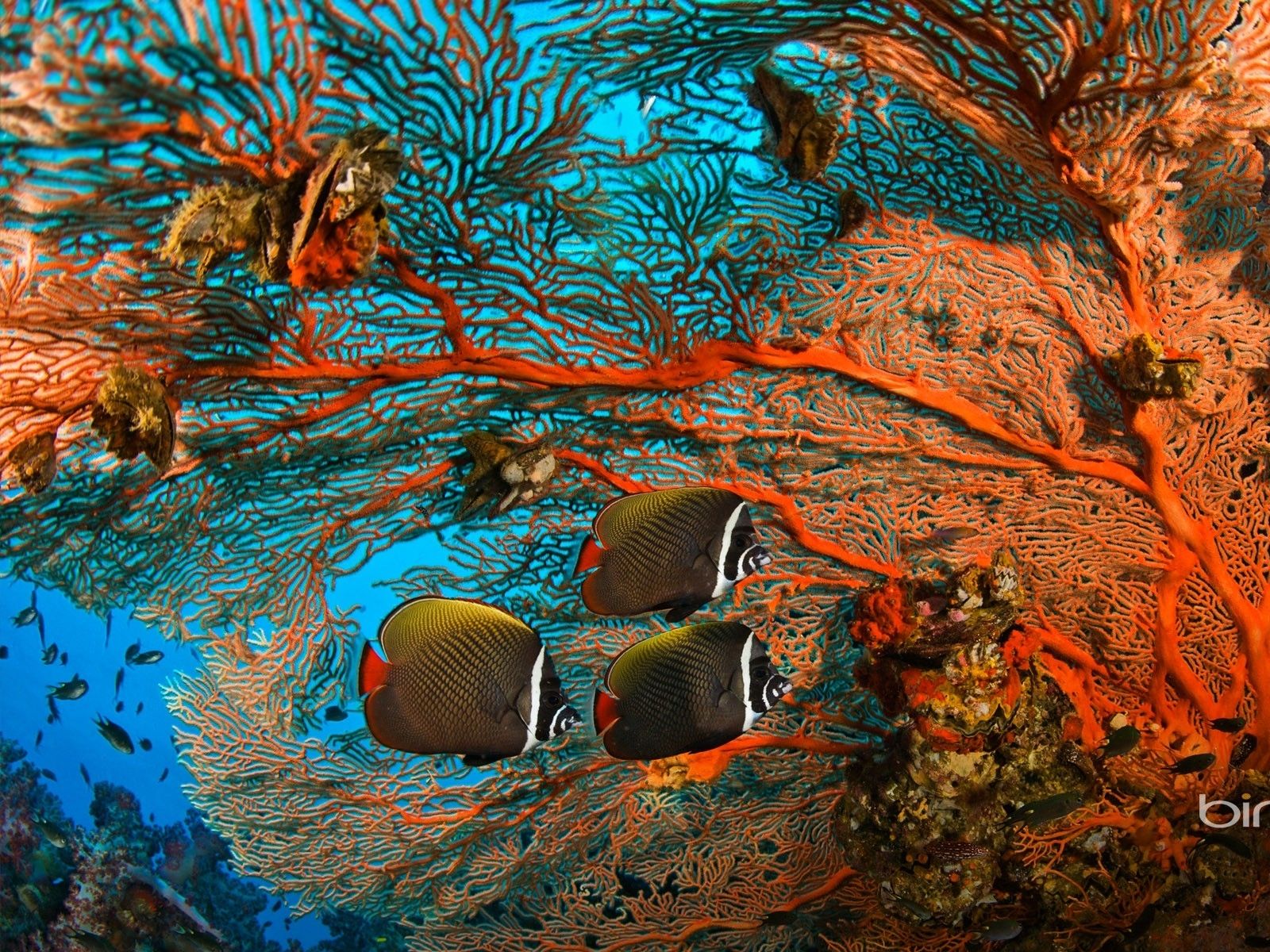 Dream Wallpaper: Under ocean fish Wallpaper