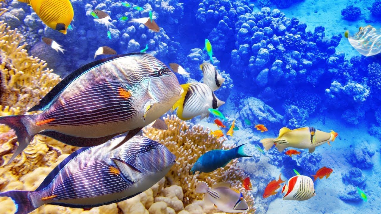 HOURS of Beautiful Coral Reef Fish, Relaxing Ocean Fish & The Best Rel. Fond ecran, Photo, Corail