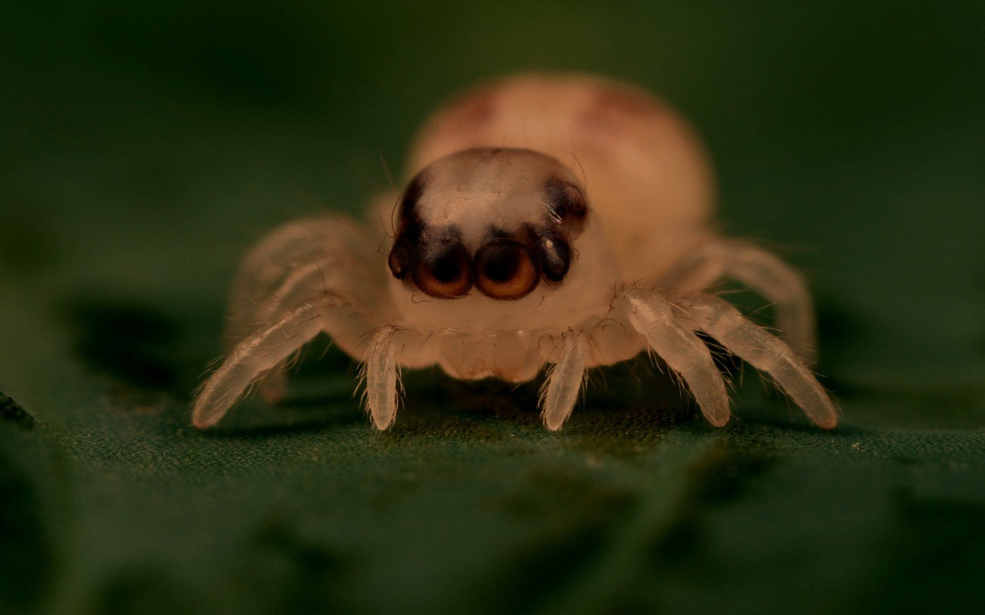Cute Spider