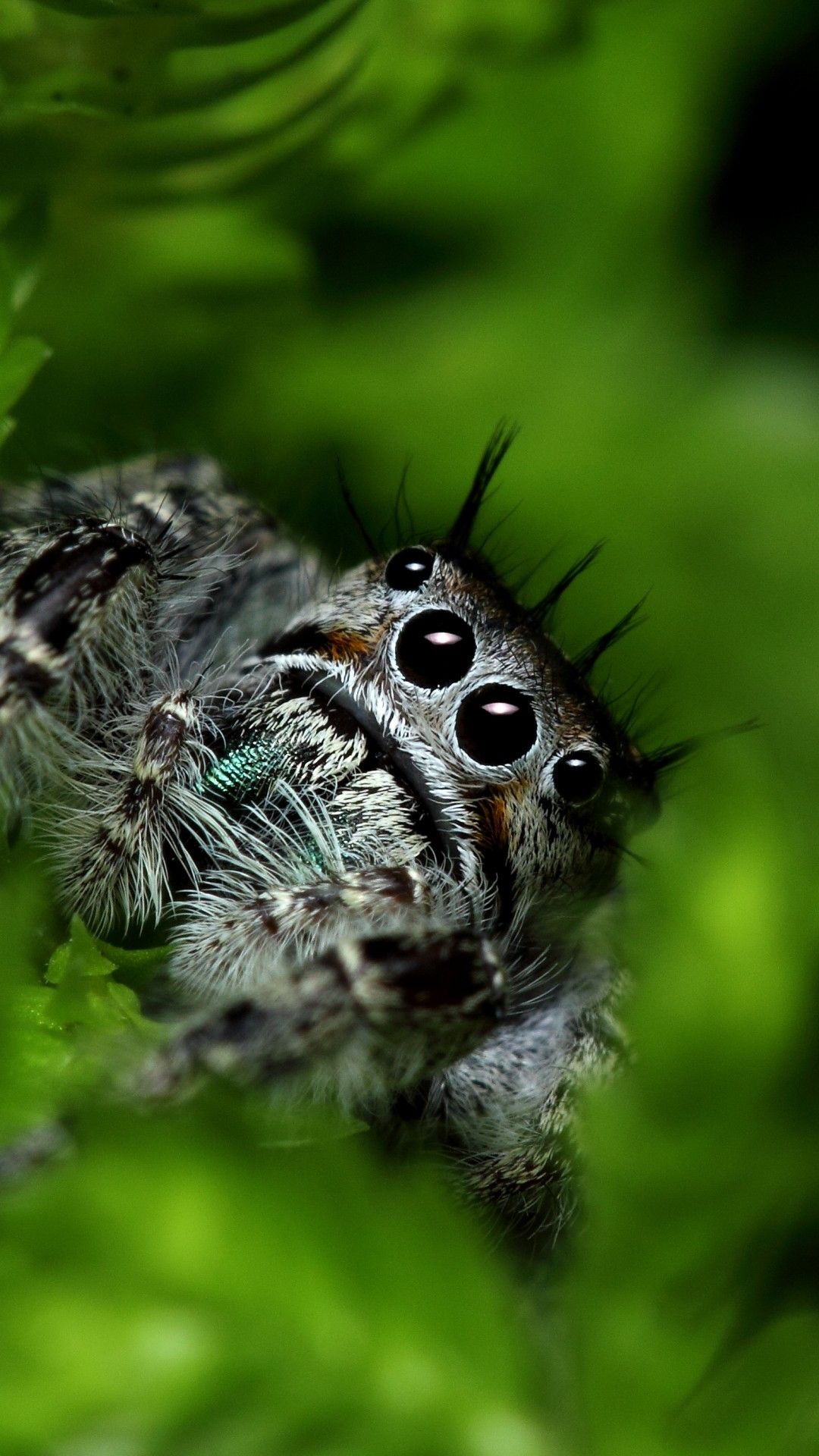 Spider Cute Wallpapers Wallpaper Cave