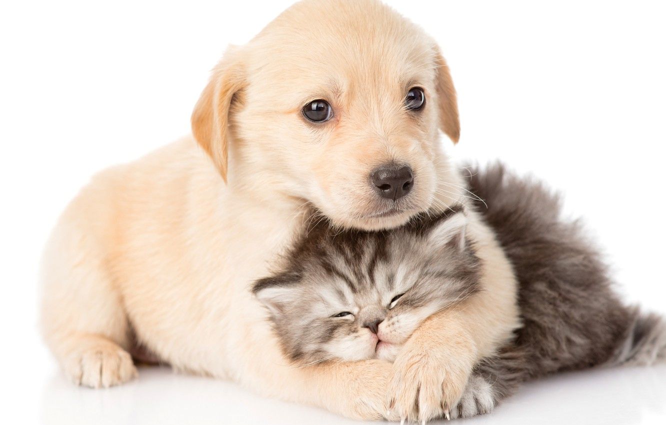 Wallpaper kitty, puppy, kids image for desktop, section животные