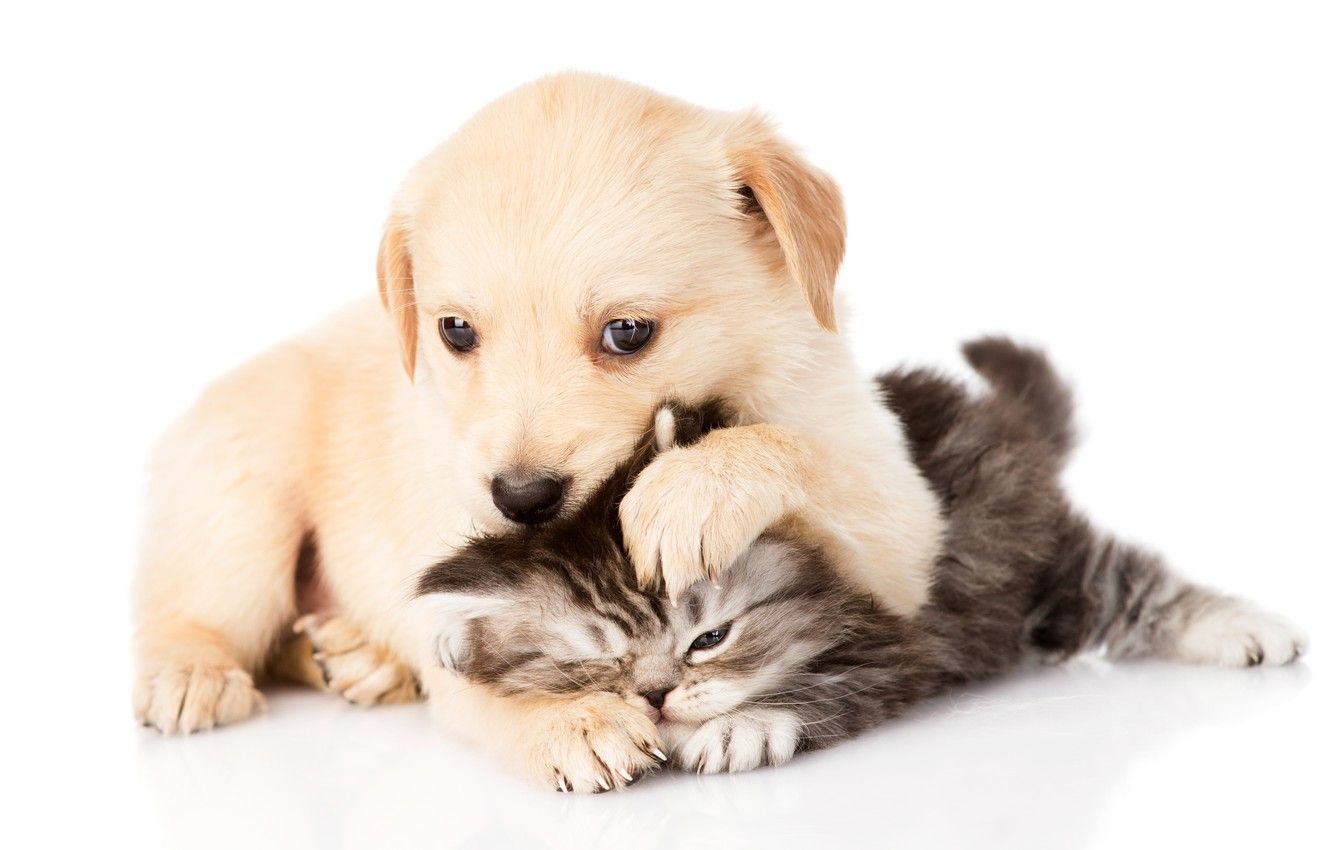 Wallpaper kitty, pair, puppy, puppy, play, kitten, couple image for desktop, section собаки