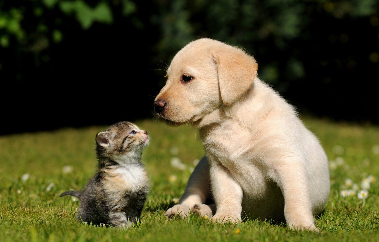Wallpaper grass, kitty, background, dog, Cat, puppy image for desktop, section животные