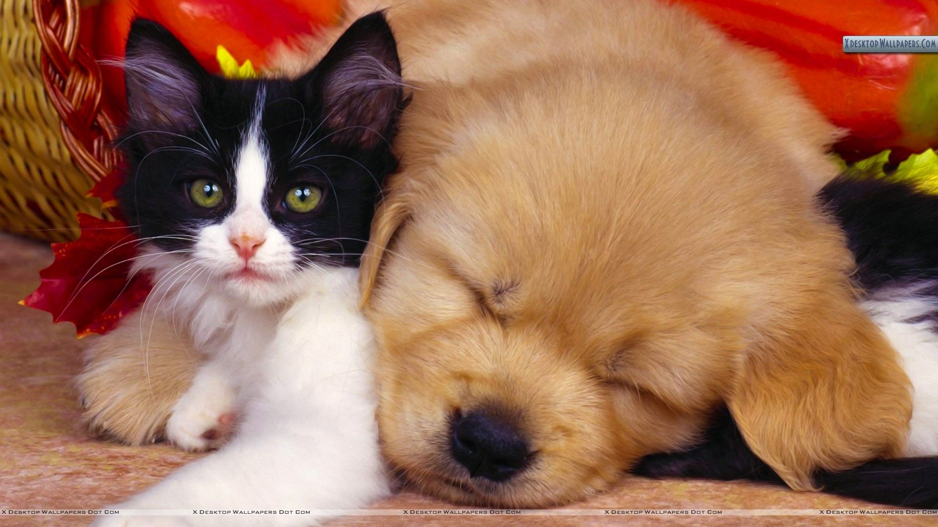 Puppy Nap With Kitty Wallpaper
