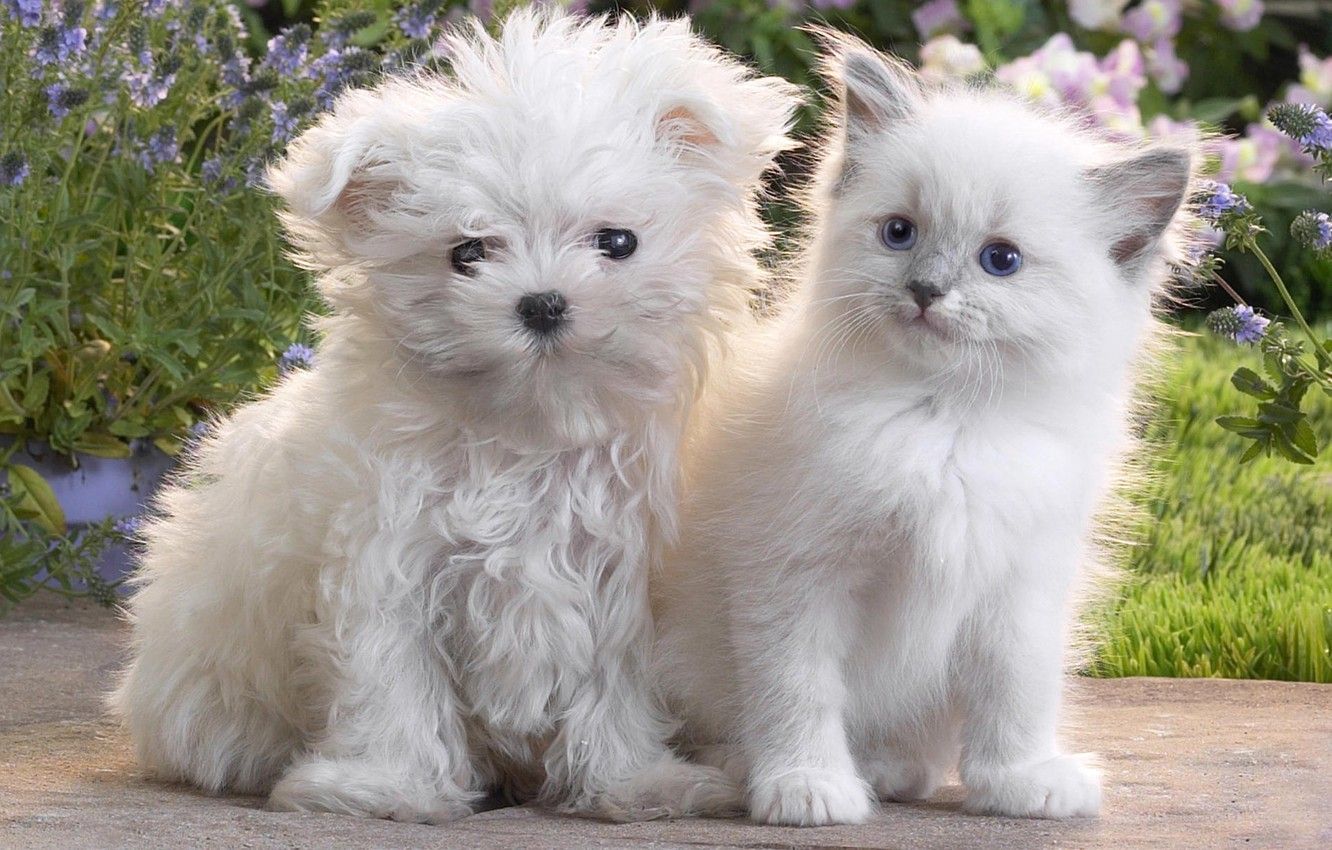 Kitten and Puppy Wallpaper Free Kitten and Puppy Background