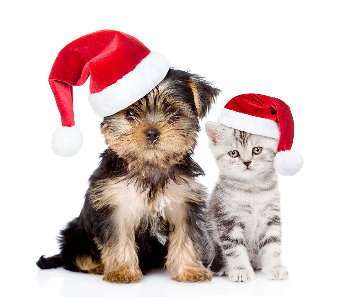Desktop Wallpaper Puppy Kittens Yorkshire terrier dog Cats