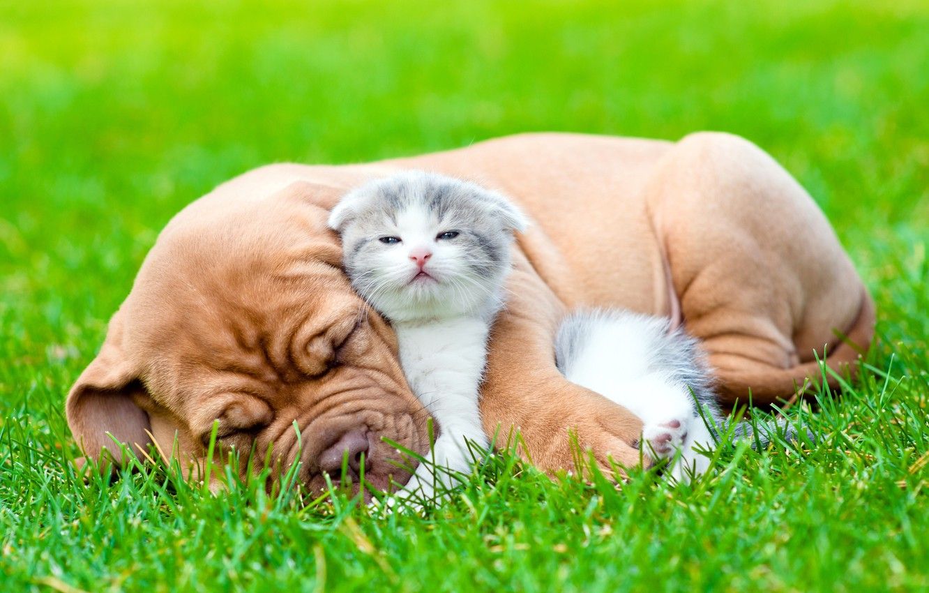 Wallpaper grass, look, each, sleep, dog, fluffy, puppy, kitty image for desktop, section животные