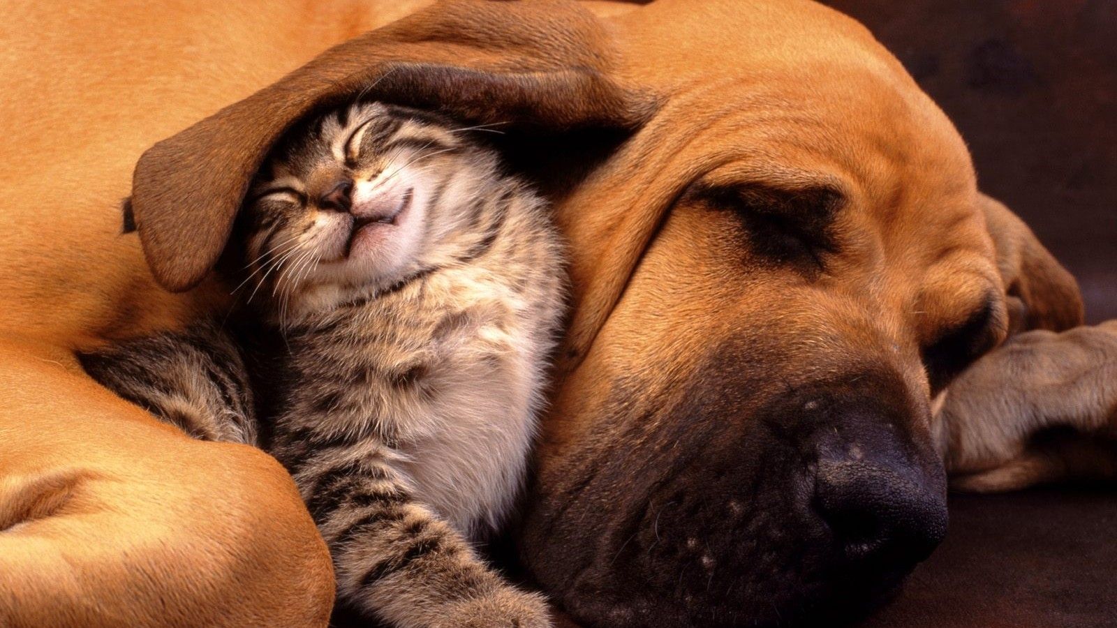 Free download Playing Together Kitty Sleeping Under Puppys Ear Relationship is [1600x900] for your Desktop, Mobile & Tablet. Explore Kitty Play Wallpaper. Download Hello Kitty Wallpaper