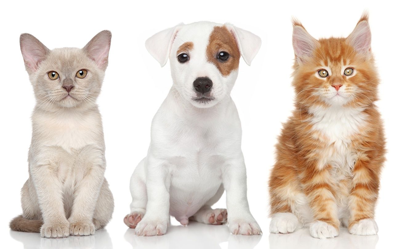 Wallpaper puppies Kittens Jack Russell terrier Cats Dogs Three 3