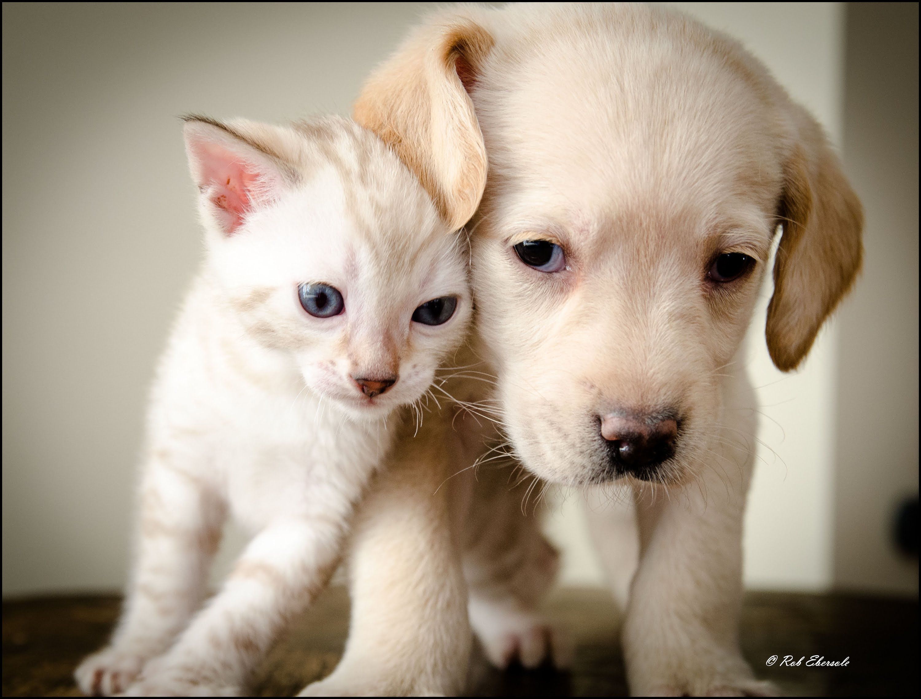 Wallpaper Of Puppies And Kittens