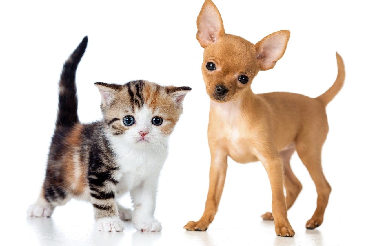 Wallpaper kitty, puppy, puppy, kitten, Chihuahua image for desktop, section животные