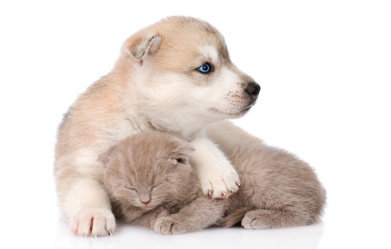 Wallpaper kitty, fluffy, sleeping, puppy, friends, husky, husky, scottish kitten image for desktop, section животные