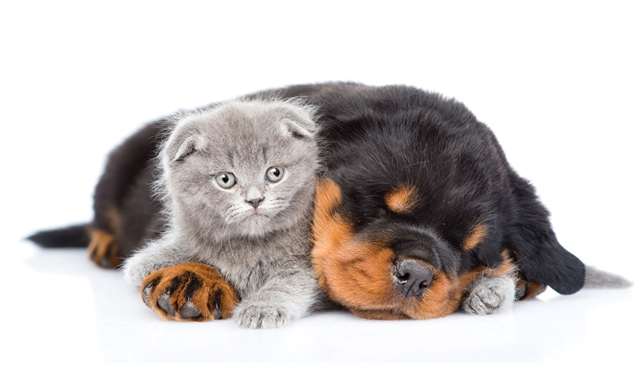 Desktop Wallpaper puppies kitty cat Rottweiler Cats Dogs 2 Sleep