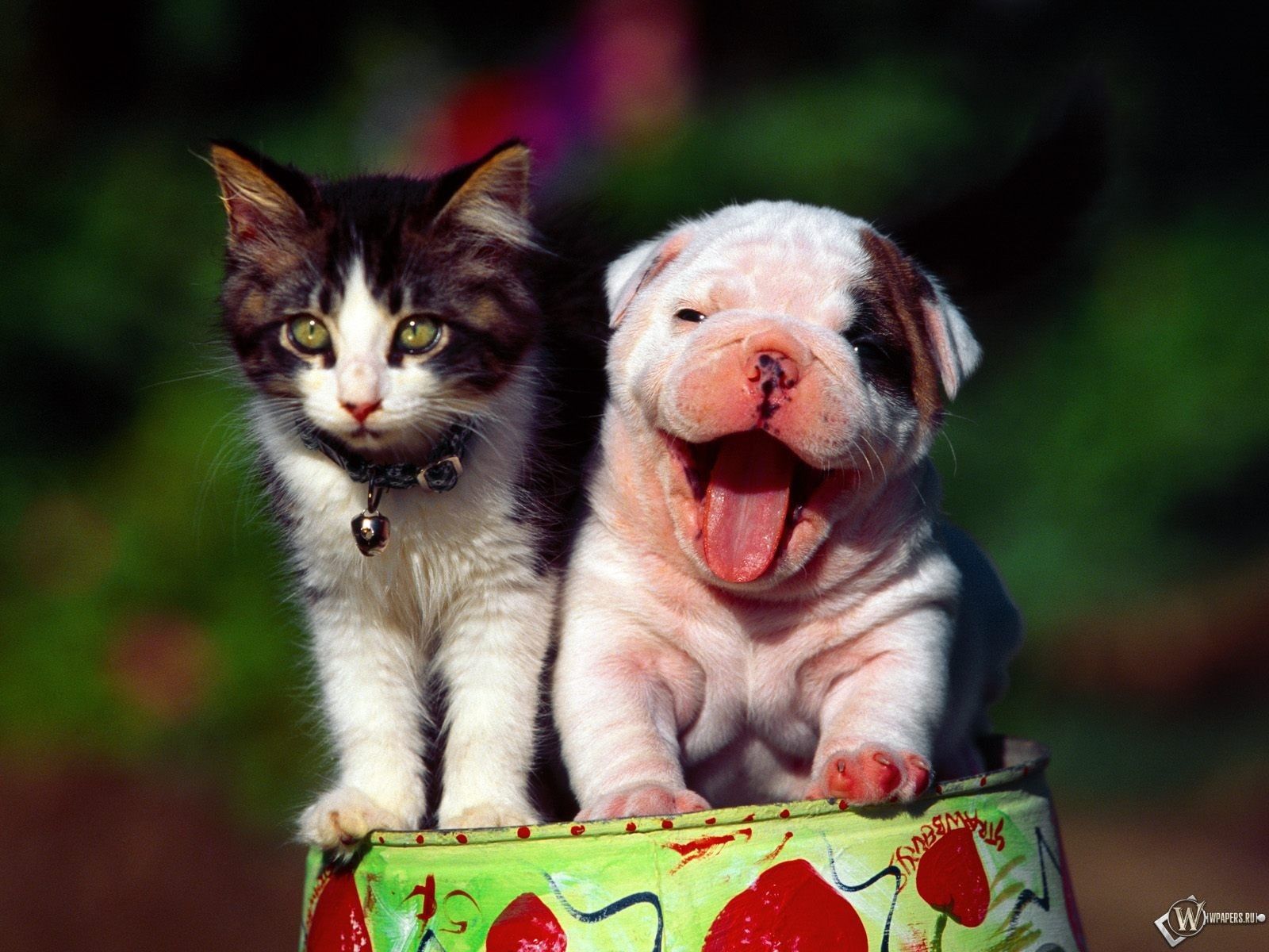 Puppy shar pei with kitty wallpaper and image, picture, photo