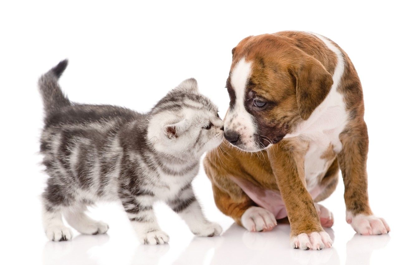 Wallpaper kitty, puppy, Dog, Cat, Kitten, Puppy image for desktop, section кошки