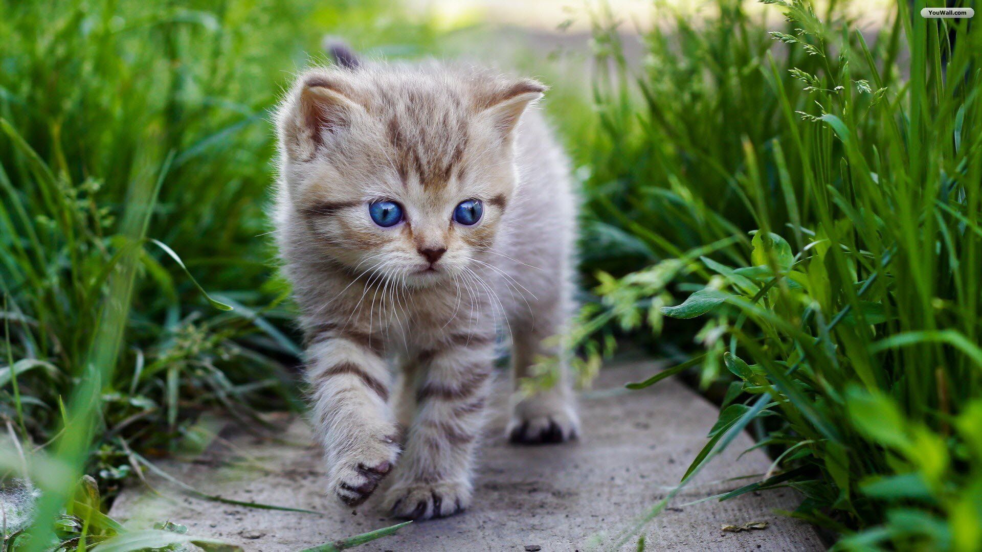 YouWall Cat Puppy Wallpaper, wallpaper, free. Baby cats, Kittens cutest, Cute cats