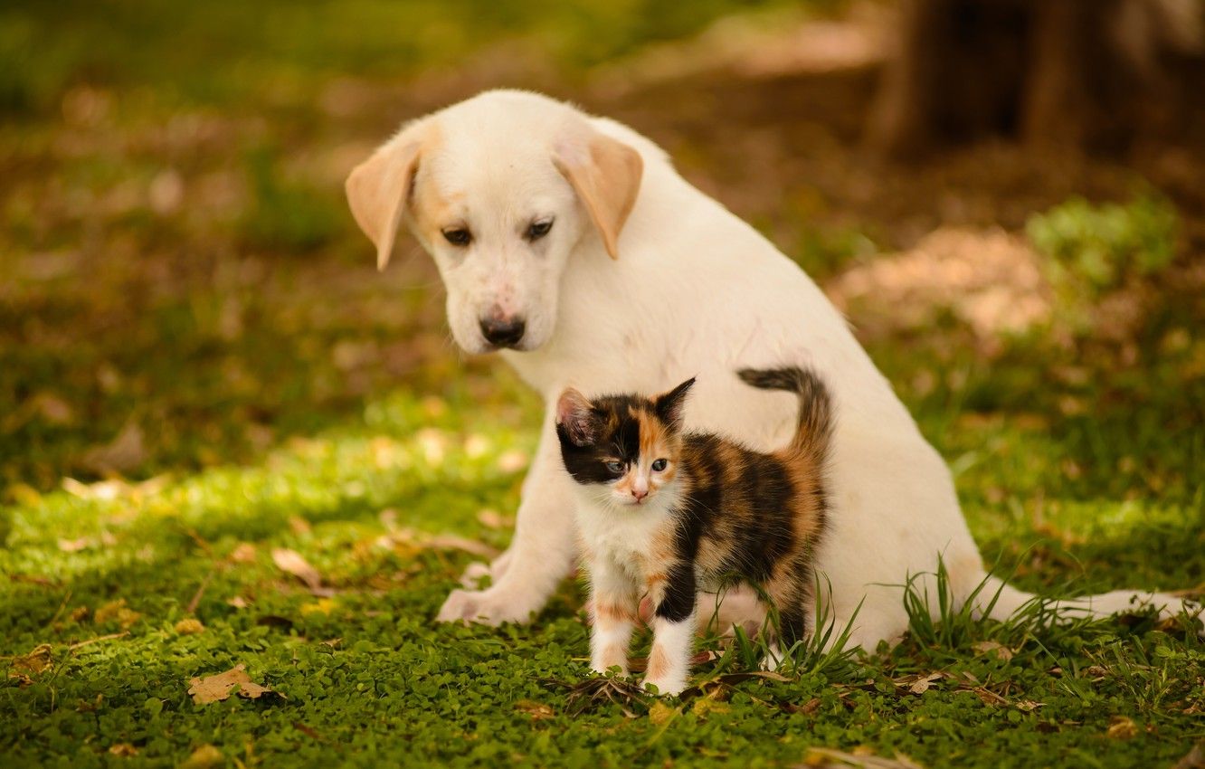 Wallpaper dog, puppy, kitty, friends image for desktop, section животные