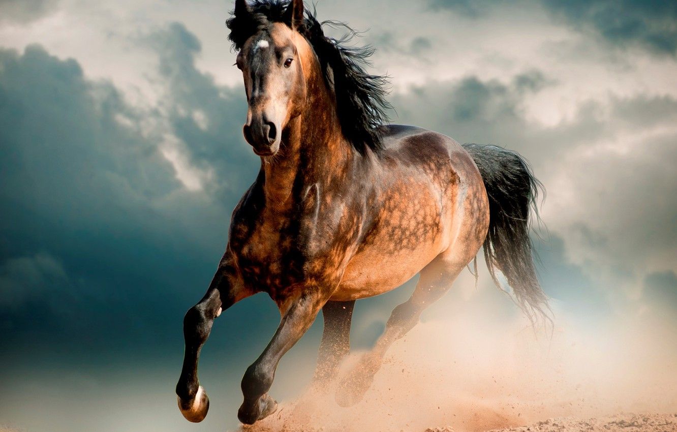 Wallpaper horse, desert, Horse, Mustang, gallop, horse image for desktop, section животные