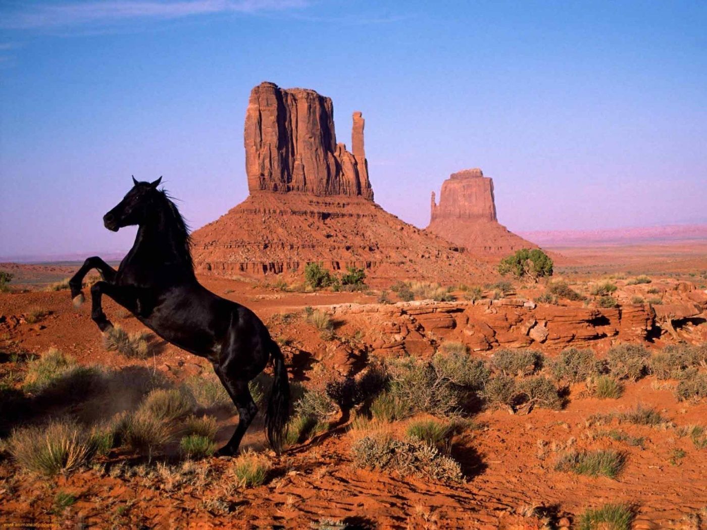 american black mustang horse wallpaper 1400x1050 American Black Mustang Horse HD Wallpaper. Mustang horse, Horses, Horse wallpaper
