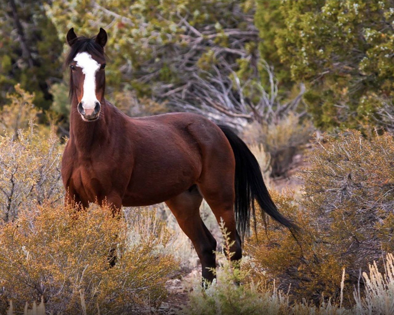 Mustang Wild Horse In Nature Originated By Spanish Mustangs Horses Brought To America Desktop Wallpaper HD 1920x1200, Wallpaper13.com