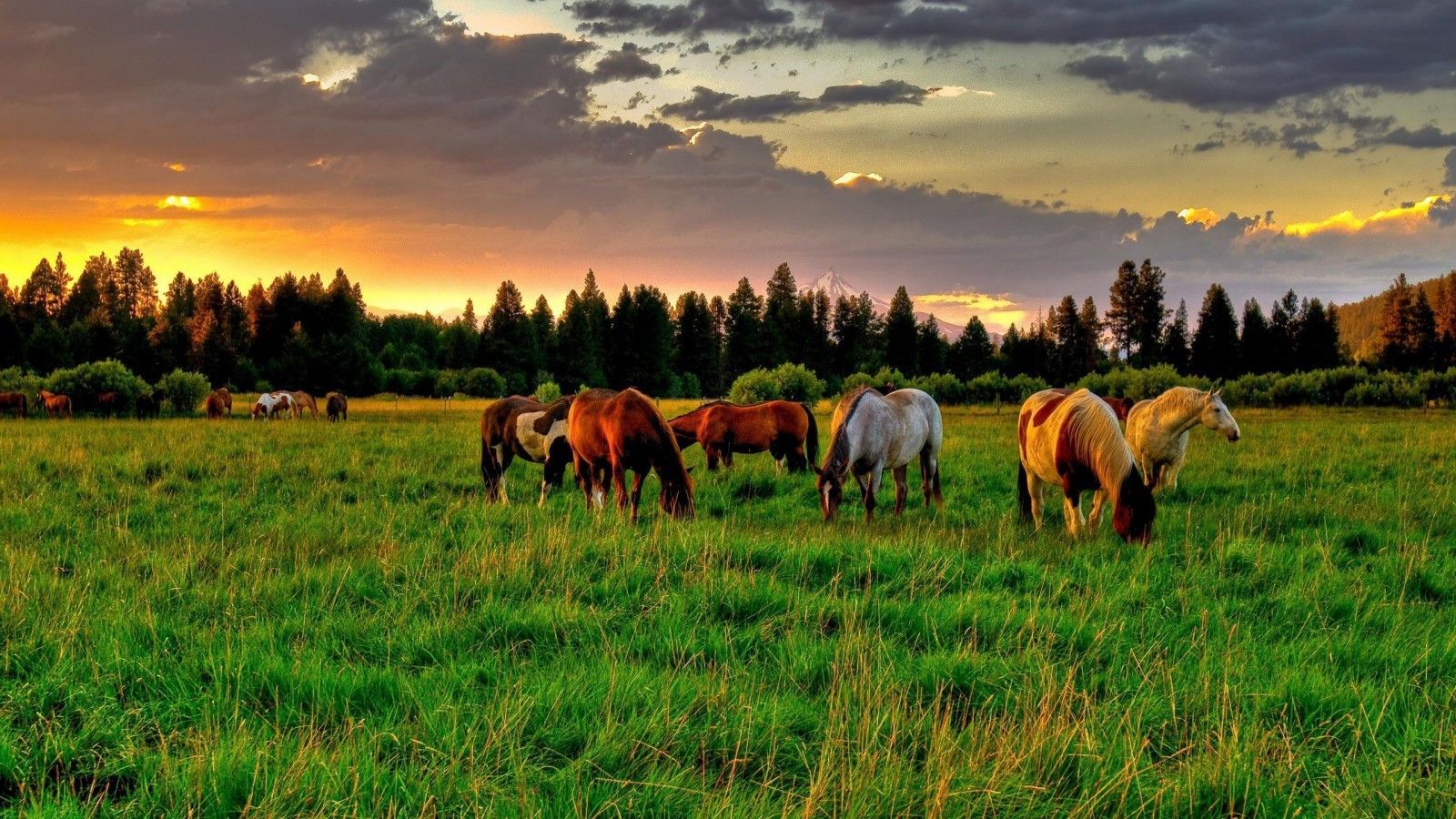 Wild Mustang Horses. Horses Wallpaper wallpaper. Papel de parede de campo, Cavalos, Imagens de cavalos