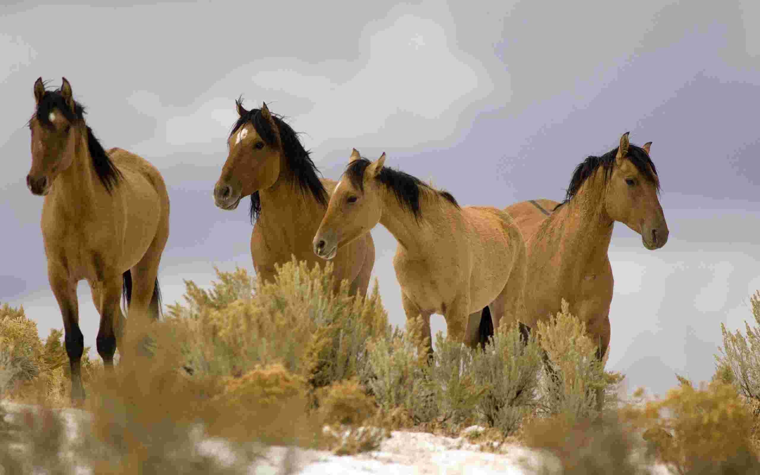 Kiger Mustang Wallpaper. Kiger Mustang Wallpaper, Mustang Girl Wallpaper and Sick Mustang Wallpaper