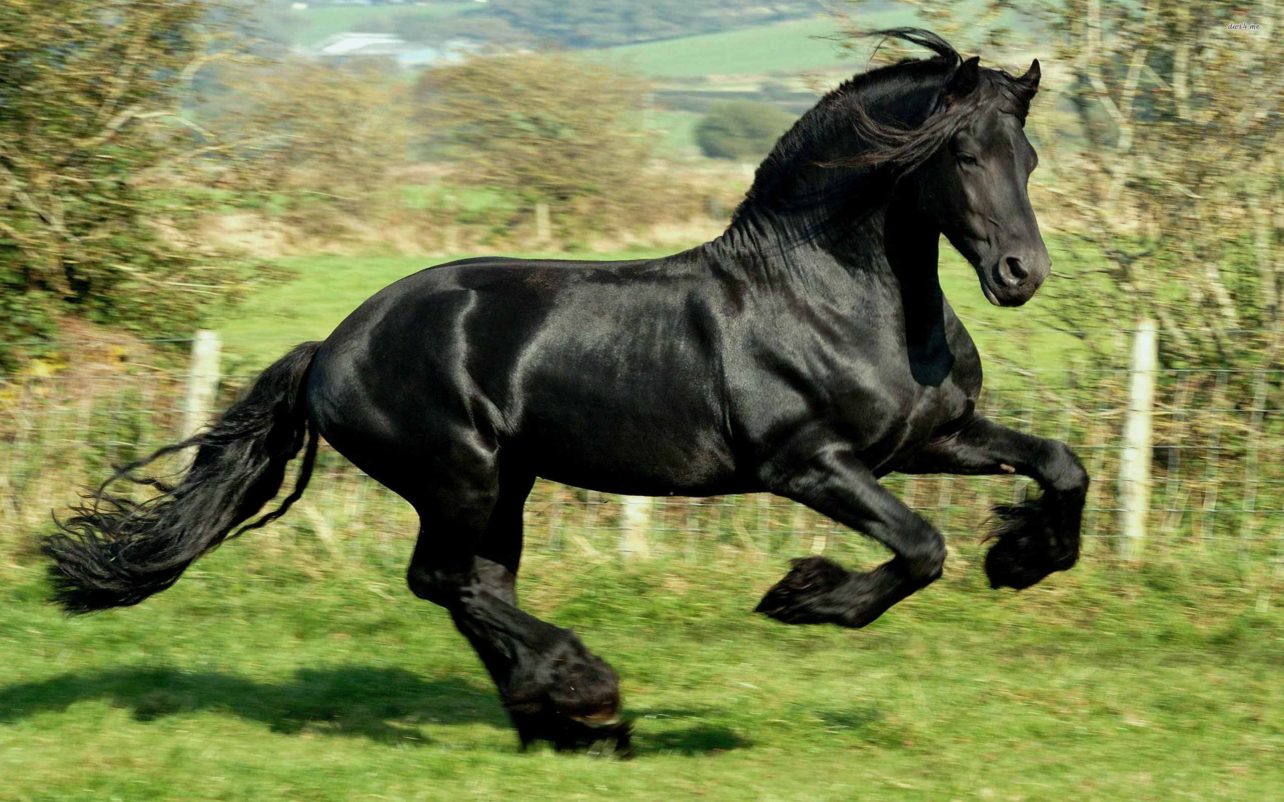 Black Mustang Horse