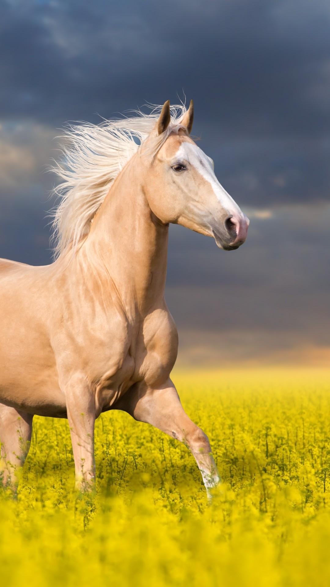 Horse Wallpaper Best 4K for Android