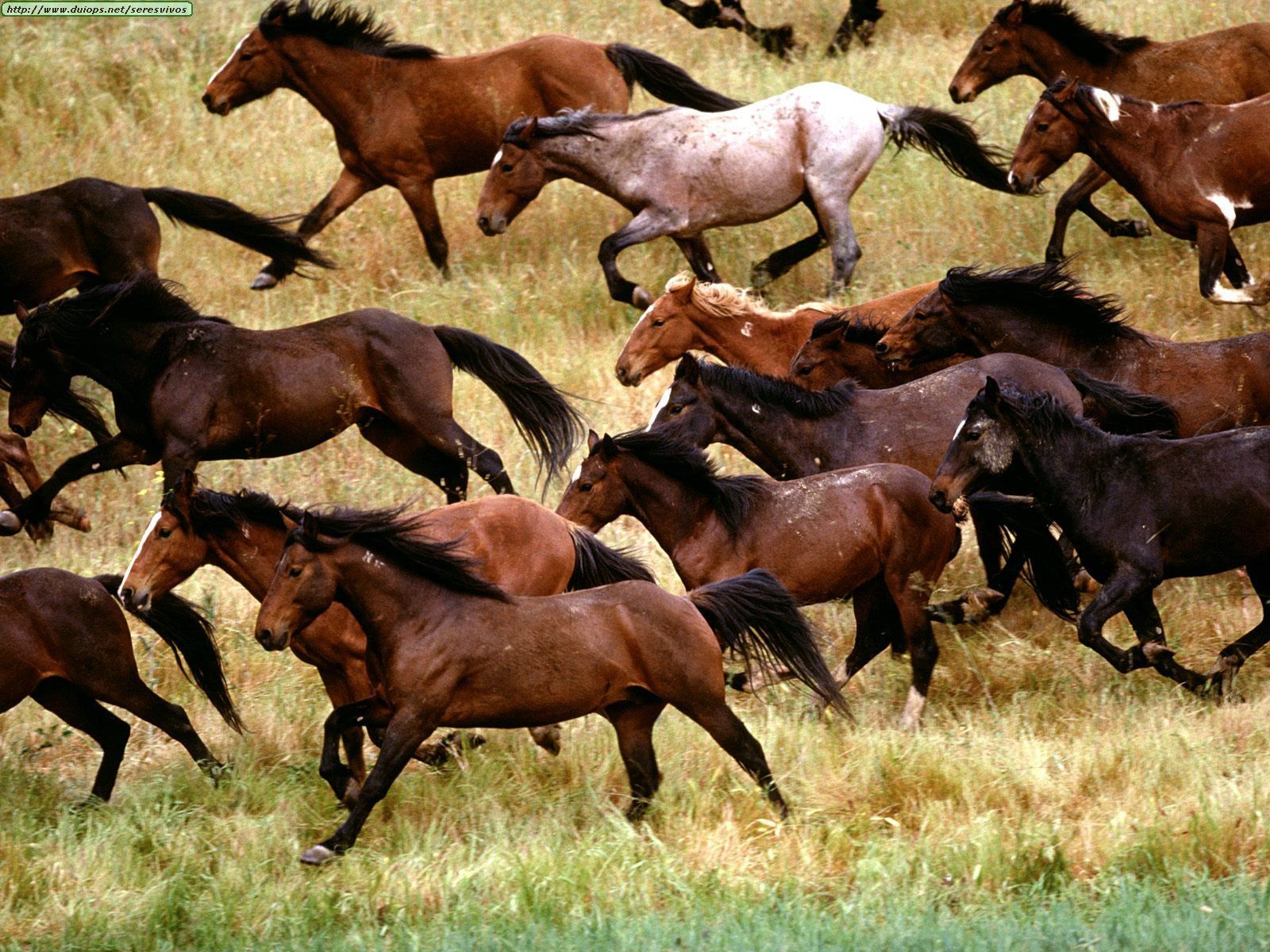 HD Animals Wallpaper: Black Wild Horses Wallpaper. Horses, Wild horses, Mustang horse