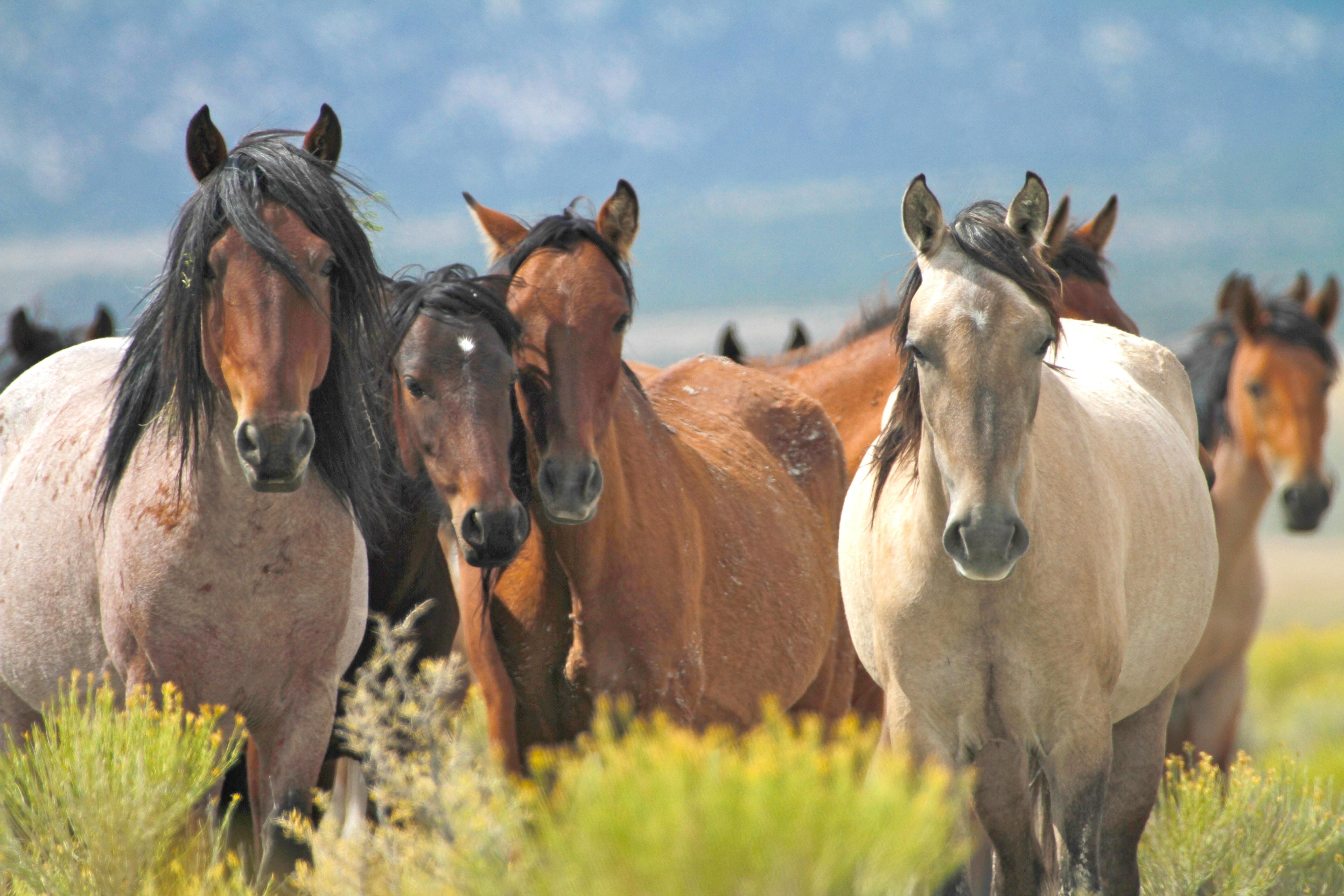 5184x3456px Mustang Horse Wallpaper